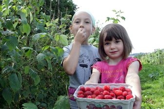 Süße Beeren stehen hoch im Kurs - 
              <p class="artikelinhalt">Chiara (7) und Johanna (4) Weiß aus Kirchberg gehörten am Dienstag zu den fleißigen Pflückern auf dem Himbeerfeld bei Hirschfeld. </p>
            