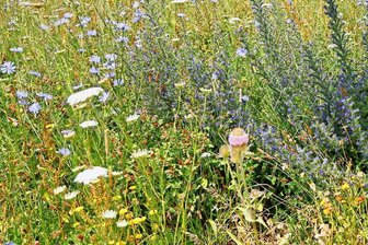 Sachsen-Behörde interessiert an schützenswerten Wiesen in Schönheide - Eine artenreiche mehrjährige Blühwiese.