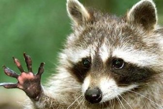 Sachsen plant bundesweite Initiative gegen Waschbär-Plage - Putzig, aber lästig: der Waschbär.            