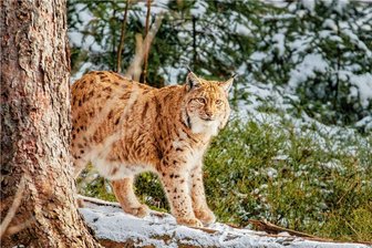 Sachsen siedelt Luchs im Erzgebirge an: Stirbt nun das Birkhuhn aus? - Der Freistaat Sachsen will bis zum Jahr 2026 insgesamt 20 Luchse in Etappen im Erzgebirge und im Elbsandsteingebirge auswildern. 