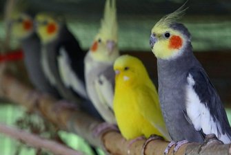 Sachsen sucht den schönsten Sittich - Eine farbenfrohe Vogelwelt kann am Wochenende in der Muldentalhalle in Wilkau-Haßlau bewundert werden.