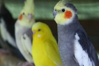 Sachsen sucht den schönsten Sittich - Eine farbenfrohe Vogelwelt kann am Wochenende in der Muldentalhalle in Wilkau-Haßlau bewundert werden.