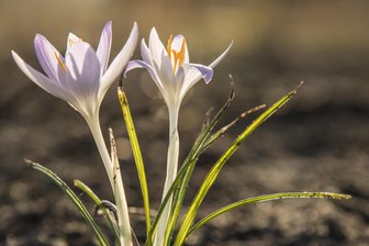 Sachsen-Wetter: Bis zu 20 Grad Celsius - vertreibt Hoch „Heiko“ den Winter? - Ein Hoch sorgt in den kommenden Tagen in Sachsen für frühlingshaftes Wetter. Die Temperaturen steigen auf bis zu 20 Grad Celsius - zur Freude der Krokusse.