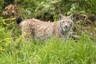 Sachsen wildert Luchse im Erzgebirge aus - Bisher sind Luchse in Sachsen nur in Tierparks oder anderen zoologischen Einrichtungen anzutreffen. Das könnte sich ändern.