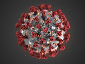 Sachsen will Ausgangsbeschränkungen verlängern - Wochenmärkte dürfen wieder öffnen - Eine Mikroskopaufnahme zeigt das Coronavirus.