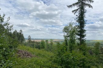 Sachsenforst verkauft Edelhölzer aus Mittelsachsen - Trockenheit und Hitze hatten in den Vorjahren auch den Bäumen des Rochlitzer Bergwalds zugesetzt. Holzfäller schlugen etliche Bäume.