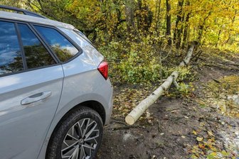 Sachsenforst warnt: Meiden Sie die Wälder in den nächsten Tagen - Beim Einsteigen in einen Skoda wurde ein Mann in Bad Schlema von einem Baum getroffen.