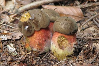Sachsenforst warnt Pilzsucher: Auch mal nach oben schauen! - Beim Sammeln im Wald lauern auch Pilze, die essbaren Speisepilzen zum Verwechseln ähnlich sehen - wie der Netzstielige Hexenröhrling, der in seltenen Fällen zu Verdauungsproblemen führen kann.