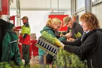Sachsenforst will fünf Millionen Bäume allein in diesem Jahr pflanzen - In der landeseigenen Forstbaumschule Graupa südlich von Dresden werden aus Samen auch kleine Nadelbäume herangezogen.