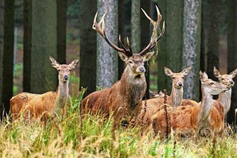 Sachsenforst will im Erzgebirge verstärkt Jagd auf Hirsche machen - Rothirsche auf einer Waldlichtung. Im Erzgebirge kocht ein alter Streit ums Rotwild wieder hoch.