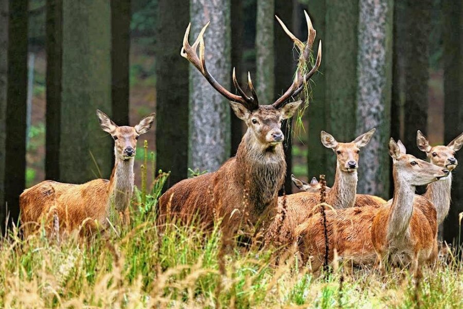 Sachsenforst will im Erzgebirge verstärkt Jagd auf Hirsche machen - Rothirsche auf einer Waldlichtung. Im Erzgebirge kocht ein alter Streit ums Rotwild wieder hoch. 