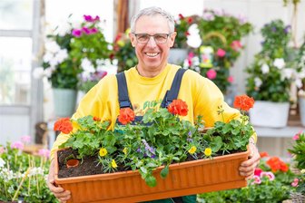 Sachsens Balkonpflanze des Jahres stammt ausgerechnet aus der Halbwüste - Noch sieht Sachsens Balkonpflanze des Jahres – der gelbe Sternenzauber– ein bisschen mickrig aus, aber er wird sich entfalten. Gärtner Michael Habelt aus Radeburg hat ihn mit orangenen Pelargonien und der lila blühenden Fächerblume kombiniert.