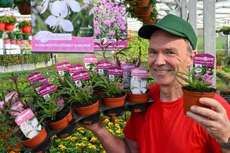 Sachsens Gärtnereien eröffnen Saison - Was Gärtner Frank Zülchner aus Limbach-Oberfrohna da in der Hand hält, wird mal bis zu 50 Zentimeter hoch, buschig und über und über mit pinken Blüten besteckt sein. Es ist die Purpurbommel, Sachsens Balkonpflanze des Jahres 2025.