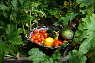 Sachsens Gartenakademie: Das alles können Sie jetzt noch pflanzen - Paprika, Zucchini, Minigurken, Tomaten sind in den Versuchshochbeeten in Pillnitz gewachsen, aber ihre Vegetationsperiode nähert sich dem Ende. Sie machen Platz für Neues.