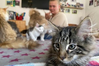 Sachsens größter Katzenverein richtet Jubiläumsschau im Vogtland aus: Mittendrin die Hauptmannsgrüner Pinselohren - Einblick in die Zucht Norwegischer Waldkatzen in Hauptmannsgrün - im Hintergrund Züchterin Sarah Dominick. Genau vor der Linse die neugierige Infinity. Mit der unendlich schönen Katzendame gibt‘s ein Wiedersehen zur Internationalen Rassekatzen-Ausstellung am Wochenende in der Turnhalle von Unterheinsdorf.