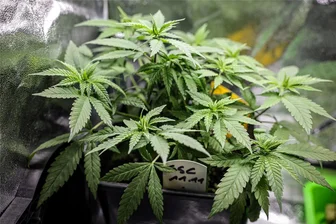 Sachsens Haltung zum Cannabis-Gesetz: Hat Karl Lauterbach sein Versprechen gehalten? - Am Freitag entscheidet der Bundesrat, ob das Cannabis-Gesetz in den Vermittlungsausschuss überwiesen wird oder am 1. April in Kraft treten kann.