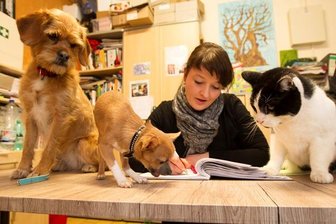 Sachsens Tierheime leiden - reagiert jetzt die Politik? - Bei der Büroarbeit im Plauener Tierheim hat Franziska Behrens gleich drei Aufpasser. Auch in dem vogtländischen Heim sind Sorgen zuhause: Die Katzenquartiere platzen bald aus allen Nähten, rund 200 werden derzeit betreut. Dazu kommen 30 Hunde und 20 Kleintiere.
