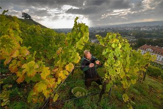 Sachsens Winzer beenden späte Lese in einem schwierigen Jahr - Weinlese bei Schloss Wackerbarth in Radebeul. Weinbauleiter Till Neumeister erntet in der Steillage Rieslingtrauben.