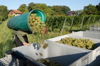 Sachsens Winzer nach historischer Miniernte: „Im August werde ich wohl ausverkauft sein“ - Trauben der Sorte Goldriesling werden bei der Lese auf einem Weinberg in Radebeul in einen Trog gekippt.