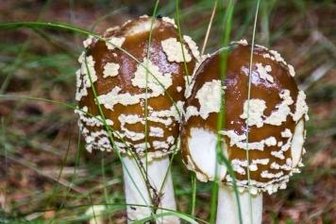 Der Braune Fliegenpilz. Jetzt hat es in der Region einen ersten Fall der Pilzvergiftung nach dem Verzehr solcher Pilze gegeben. 
