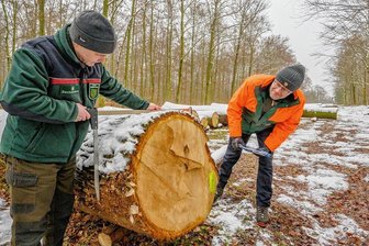 Sächsische Eiche erzielt den Spitzenpreis von rund 13.000 Euro - Markus Biernath (links), Leiter des Forstbezirks Dresden, und Hendrik Scholz, bei Sachsenforst für den Holzverkauf zuständig, begutachten die Super-Eiche. 