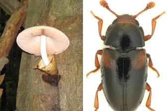 Sächsische Schweiz: Neue in Deutschland einzigartige Käferart entdeckt - Im Wolligen Scheidling fühlt sich der Dacne ponica wohl. Sowohl diese Käfer- als auch diese Baumpilzart sind jetzt erstmals im Nationalpark Sächsische Schweiz nachgewiesen worden.