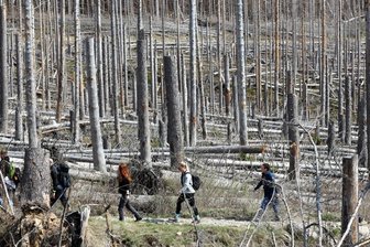 Sächsische Schweiz: Wirkt Totholz im Wald als Brandbeschleuniger? - Blick auf Totholz auf dem Brocken.