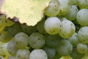 Sächsischer Chardonnay begeistert die Weinkritiker - Aus Chardonnay-Trauben machen auch sächsische Winzer exzellente Tropfen. 