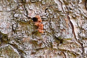 Säge gegen Schädling: Baumfällarbeiten am Hüttenteich in Weißenborn - Bohrloch eines Borkenkäfers in der Rinde einer Fichte. Foto: Kristian Hahn
