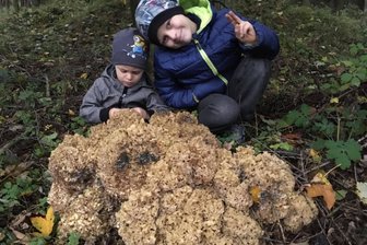 "Sägespäne" entpuppen sich als mächtige Krause Glucke - 