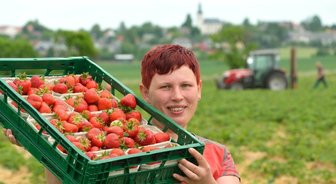 Saison der roten, süßen Früchte hat begonnen -