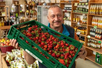 Saisonstart: Auch beim Obstgut gibt's schon die ersten Erdbeeren - Obstgutchef Heiko Hübler mit frisch geernteten Erdbeeren im Hofladen in Döhlen. Sein Tipp für alle Selbstpflücker: die Beeren mit Stiel und Kelch per Fingernagel abknicken. Dann sollten sie kühl gelagert werden. 