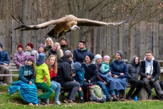 Saisonstart in der einzigen Falknerei des Vogtlands: Die Könige der Lüfte fliegen wieder - Gänsegeier Gabi sorgt für staunende Besucher in der Plauener Falknerei.