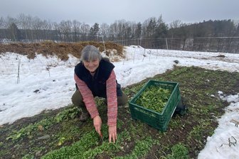 Salat im Schnee? Wie beim Naturhof Vogtland in Lengenfeld trotz Winter geerntet wird - Zwischen dem Schnee erntet Silvia Kölbel in Lengenfeld Salat.