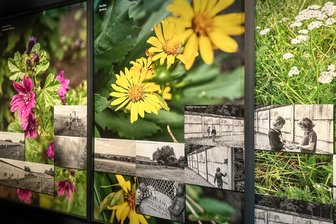 Samenbomben, Hoffnungen und Handwerkskunst: Das Chemnitzer Wochenende muntert auf - Das Fotomontage „Heilpflanzen im Todesstreifen“ von Sven Johne ist in der Ausstellung „Utopia“ im Museum am Theaterplatz zu sehen.