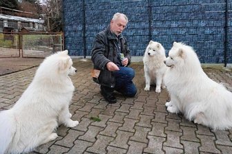 Samojeden in Sachsen - Die Geschichte eines kuscheligen Familienhundes - Wolfgang Berger aus Lichtentanne mit den Hunden Baron, Xenia und Destenie