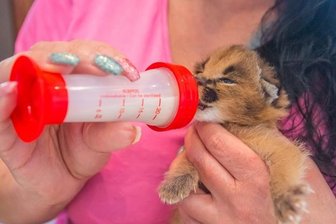Sandra Kolliski aus Jahnsdorf zieht wieder zwei Karakalbabys mit der Flasche groß - Die Jungen müssen derzeit auch nachts aller drei Stunden gefüttert werden.