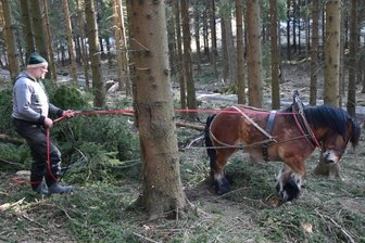 Sanfte "Rückemaschinen" in Neudorf bringen Holz schonend aus dem Wald - Lukas Meinhold transportiert mit einem Kaltblüter Holz vom Hang am Wiesenweg.