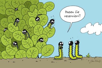 Satire zum Wochenende: Geheimtipps gegen Buchsbaumzünsler - gibt es hier nicht - Diesen Frühling neu: All-you-can-eat im heimischen Buchsbaum.
