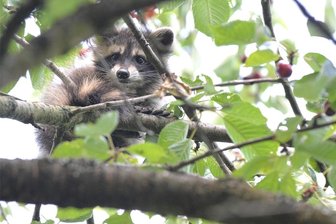 Sattgefuttert: Muldaer Waschbär ist vom Baum - Schlafen und Kirschen futtern - tagelang lebte dieser Waschbär in Mulda in etwa drei Metern Höhe.