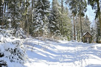 Schadholzernte im Kommunalwald: Schöneck bindet Firma - Schöneck vergibt einen Rahmenvertrag für Schadholzentnahme im Wald.