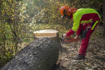 Schäden durch Herbststurm Herwart: Sachsenforst warnt vor Waldbesuchen - Der städtische Friedhof von Annaberg-Buchholz muss bis Mittwoch gesperrt werden.