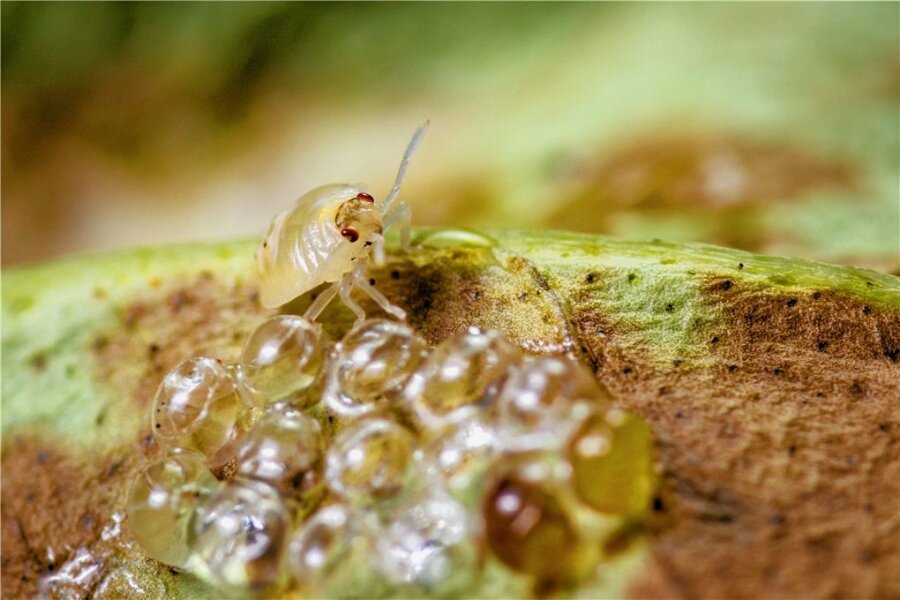 Schädlingsalarm im Blumentopf - Eklig, oder? Dieses kleine durchsichtige Tier ist eine Spinnmilbe über einem Gelege. Sie rammt ihre Stechborsten in die Blattzellen und saugt den Saft heraus.
