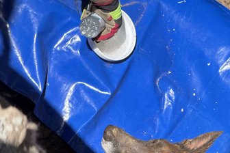 Schäferhund aus Rohr gerettet - Die Rettungskräfte konnten Hündin Mara wohlbehalten aus dem Rohr befreien.
