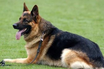 Schäferhund verletzt zwei Männer - 