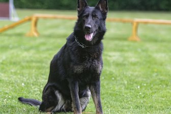 Schäferhunde auf dem Laufsteg in Burgstädt - „Ursi von den Wölfen“ gehört zum Hundesportverein Burgstädt-Taura, hier bei einer Schau im Jahr 2019.