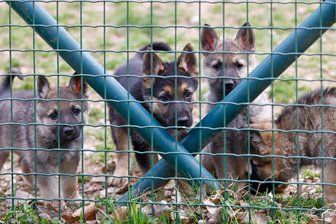 Schäferhunde-Nachwuchs im Langenberger Tierheim: Welpen suchen Familien mit Erfahrung - Vier junge Schäferhunde wohnen derzeit in einem Zwinger des Langenberger Tierheims.