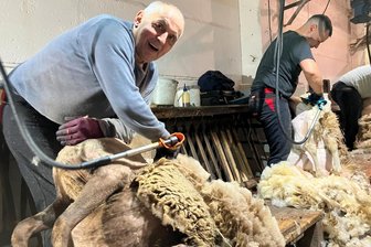 Schaf-Friseure laufen kurz vor Weihnachten im Vogtland zu Hochform auf - Der Bamberger Jürgen Hümmer ist Schafscherer seit seinem 17. Lebensjahr. Jetzt befreite er auch Jacobs Schafe von zu viel Wolle.