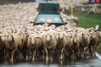Schafherde blockiert Straße -