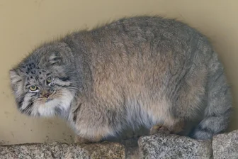 Scharfe Krallen, weicher Pelz: Manul-Kater Bob ist der neue Bewohner im Chemnitzer Tierpark - Der neue Bewohner des Tierparks Chemnitz: ein Mongolischer Manul-Kater.